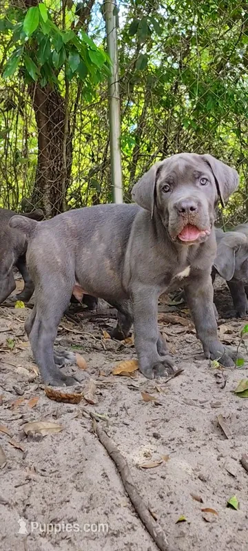 Bobby – Cane Corso puppy for sale in Interlachen, FL