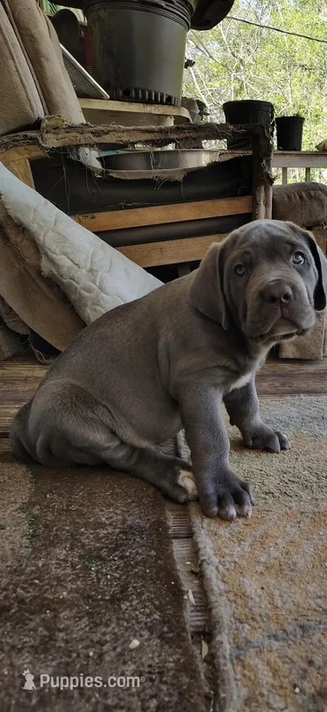 Big boy  – Cane Corso puppy for sale in Interlachen, FL