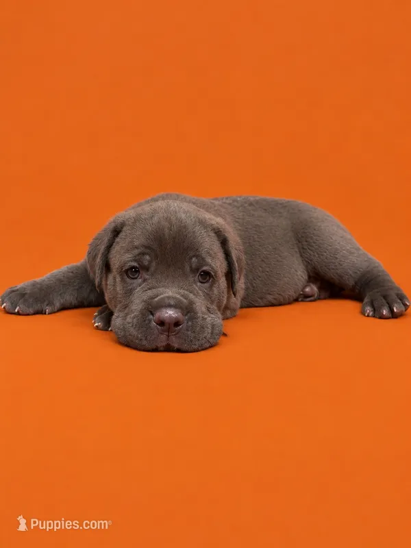 Lucca  – Cane Corso puppy for sale in Interlachen, FL