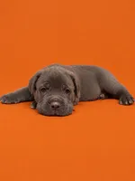 Lucca , a male Cane Corso for sale in Interlachen, FL – 1 of 4
