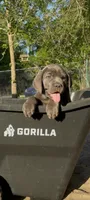 Blue ivy, a female Cane Corso for sale in Interlachen, FL – 2 of 2