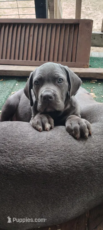 Houdini  – Cane Corso puppy for sale in Interlachen, FL
