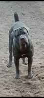 Lucca , a male Cane Corso for sale in Interlachen, FL – 3 of 4
