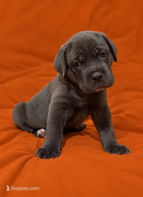 Gina – Cane Corso puppy for sale in Interlachen, FL