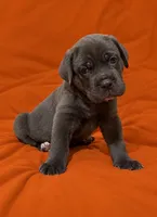 Gina, a female Cane Corso for sale in Interlachen, FL – 1 of 3