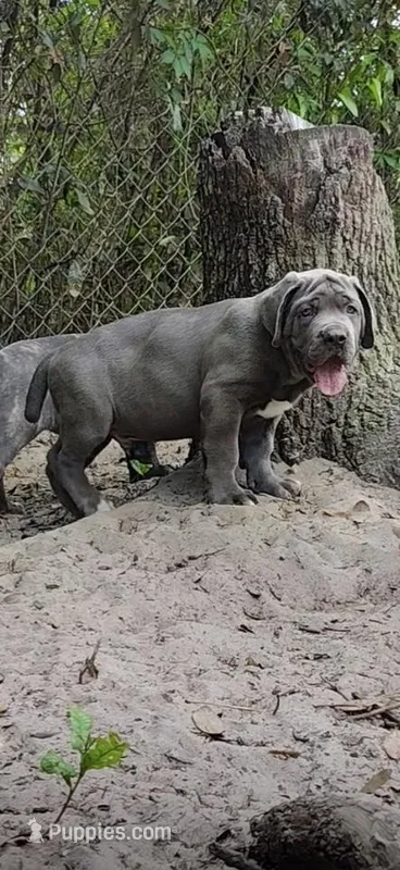 Big boy  – Cane Corso puppy for sale in Interlachen, FL