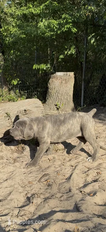 BrindleAnn – Cane Corso puppy for sale in Interlachen, FL