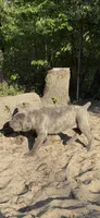 BrindleAnn, a female Cane Corso for sale in Interlachen, FL – 1 of 1