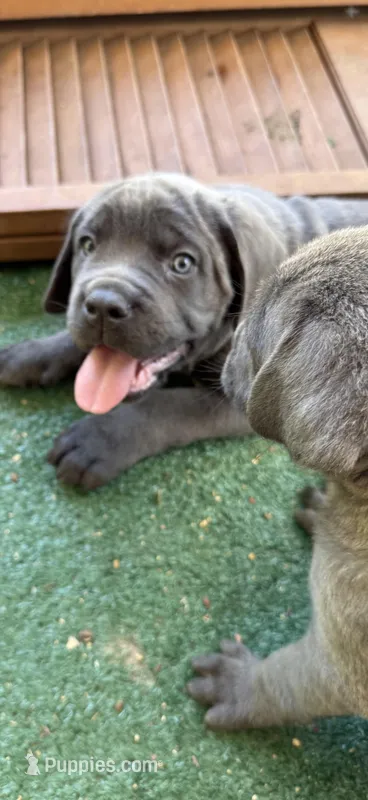 Teddi – Cane Corso puppy for sale in Interlachen, FL