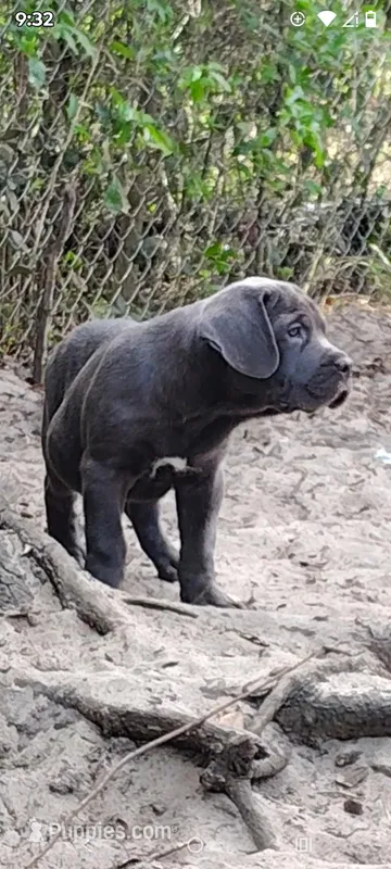Morpheus  – Cane Corso puppy for sale in Interlachen, FL