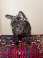 Navy, a male French Bulldog for sale in Boston, MA – 4 of 6