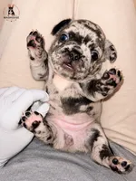 Rose, a female French Bulldog for sale in Boston, MA – 5 of 6