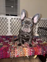 Pink, a female French Bulldog for sale in Boston, MA – 2 of 4