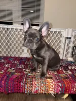 Pink, a female French Bulldog for sale in Boston, MA – 4 of 4