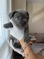 Blue, a male French Bulldog for sale in Boston, MA – 3 of 5