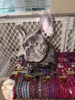 Pink, a female French Bulldog for sale in Boston, MA – 3 of 4