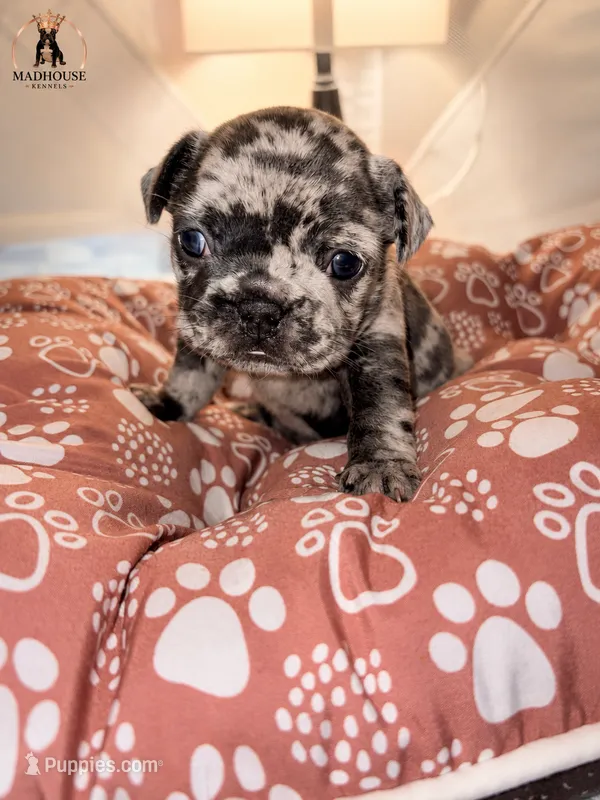 Rose – French Bulldog puppy for sale in Boston, MA