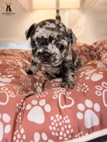 Rose, a female French Bulldog for sale in Boston, MA – 1 of 6