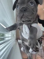 Blue, a male French Bulldog for sale in Boston, MA – 2 of 5