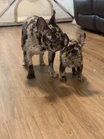 Rose, a female French Bulldog for sale in Boston, MA – 3 of 6