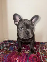 Navy, a male French Bulldog for sale in Boston, MA – 5 of 6