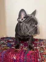 Navy, a male French Bulldog for sale in Boston, MA – 2 of 6