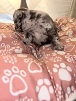 Rose, a female French Bulldog for sale in Boston, MA – 4 of 6