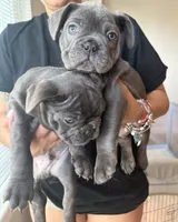 Blue, a male French Bulldog for sale in Boston, MA – 4 of 5