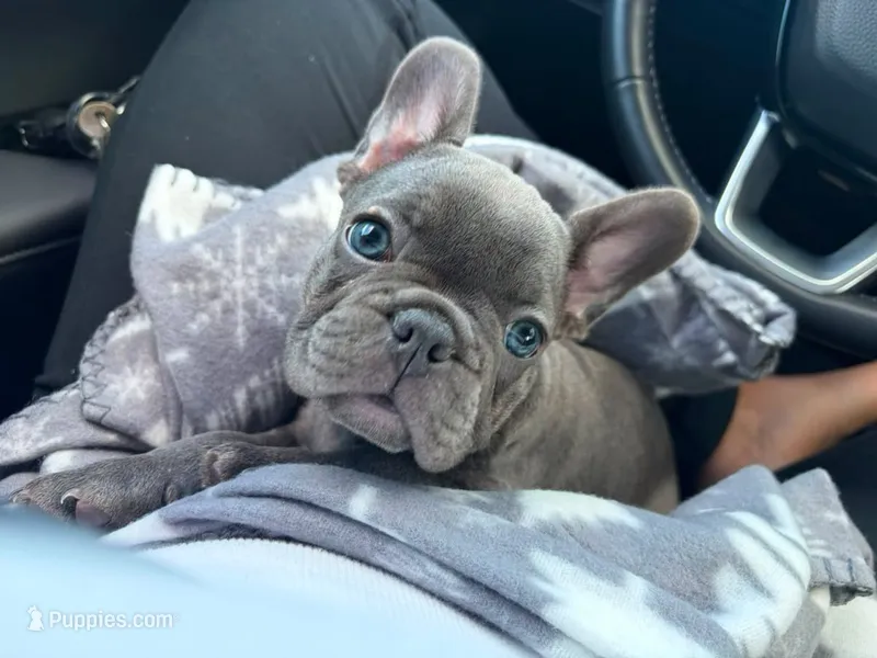 Pink – French Bulldog puppy for sale in Boston, MA