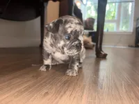 Rose, a female French Bulldog for sale in Boston, MA – 6 of 6