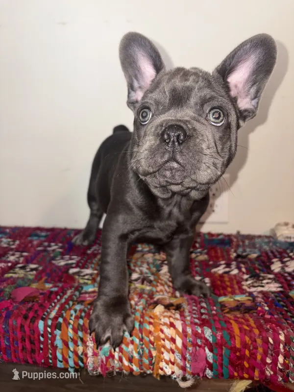 Navy – French Bulldog puppy on hold in Boston, MA