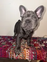 Navy, a male French Bulldog for sale in Boston, MA – 1 of 6