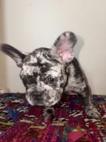Rose, a female French Bulldog for sale in Boston, MA – 2 of 6