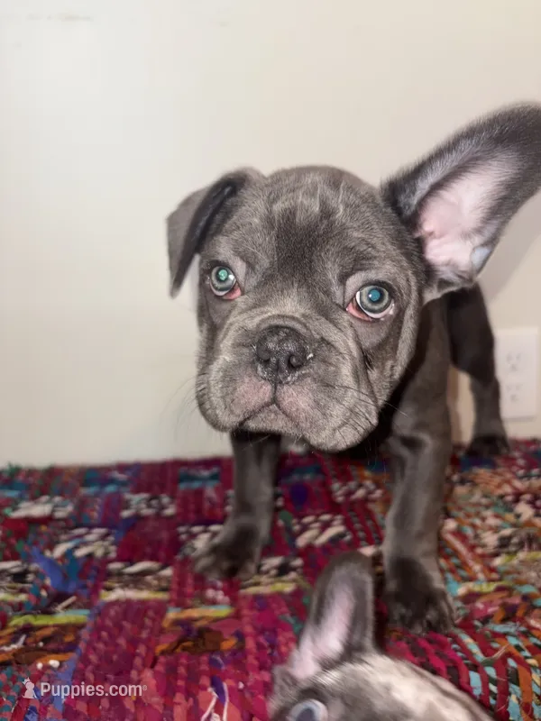 Blue – French Bulldog puppy for sale in Boston, MA