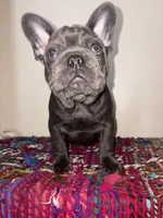 Navy, a male French Bulldog for sale in Boston, MA – 3 of 6