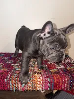Navy, a male French Bulldog for sale in Boston, MA – 6 of 6
