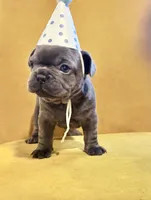 Blue, a male French Bulldog for sale in Boston, MA – 5 of 5