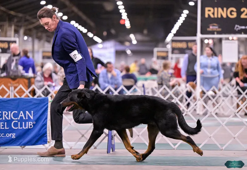 Winston  – Beauceron puppy for sale in Warsaw, NY