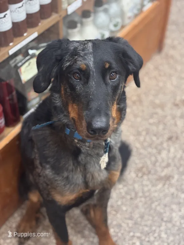 Winston  – Beauceron puppy for sale in Warsaw, NY
