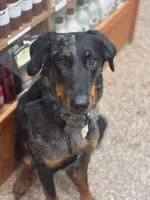Winston , a male Beauceron for sale in Warsaw, NY – 1 of 3