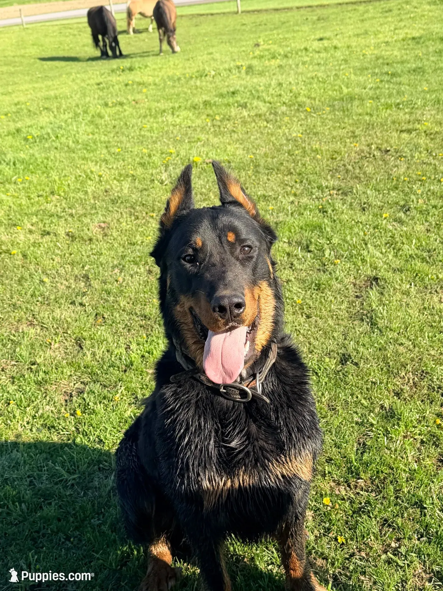 Mabel Beauceron Puppy, a female Beauceron for sale in Warsaw, NY – 2 of 5