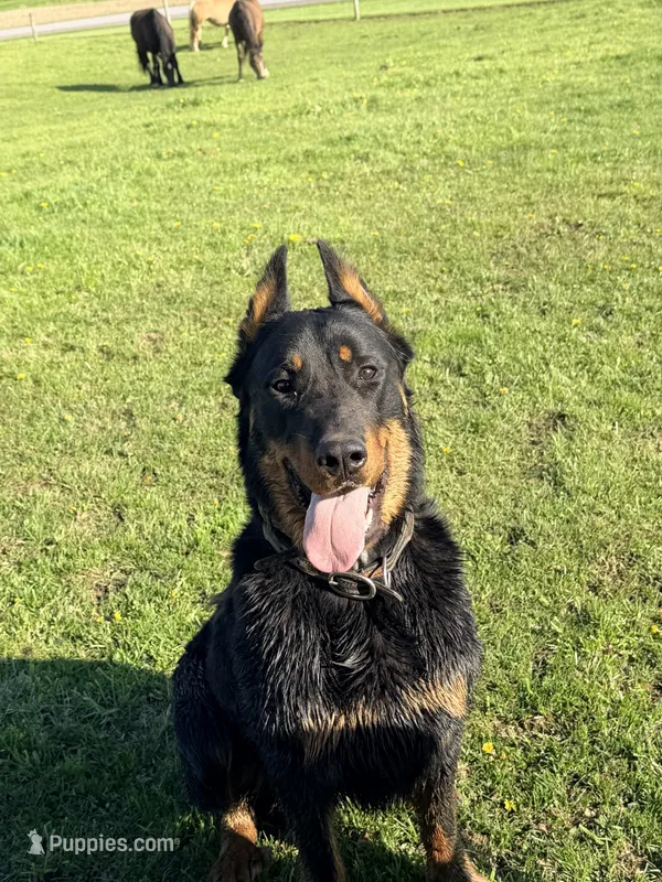 Mabel Beauceron Puppy – Beauceron puppy for sale in Warsaw, NY