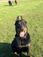 Mabel Beauceron Puppy, a female Beauceron for sale in Warsaw, NY – 2 of 3