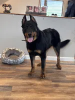 Winston , a male Beauceron for sale in Warsaw, NY – 2 of 3