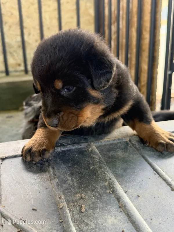 Winston  – Beauceron puppy for sale in Warsaw, NY