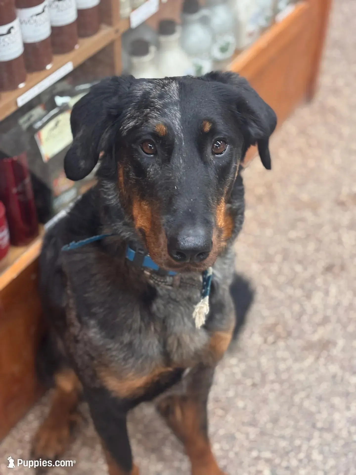 Mabel Beauceron Puppy, a female Beauceron for sale in Warsaw, NY – 3 of 5