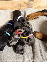 Mabel Beauceron Puppy, a female Beauceron for sale in Warsaw, NY – 3 of 3