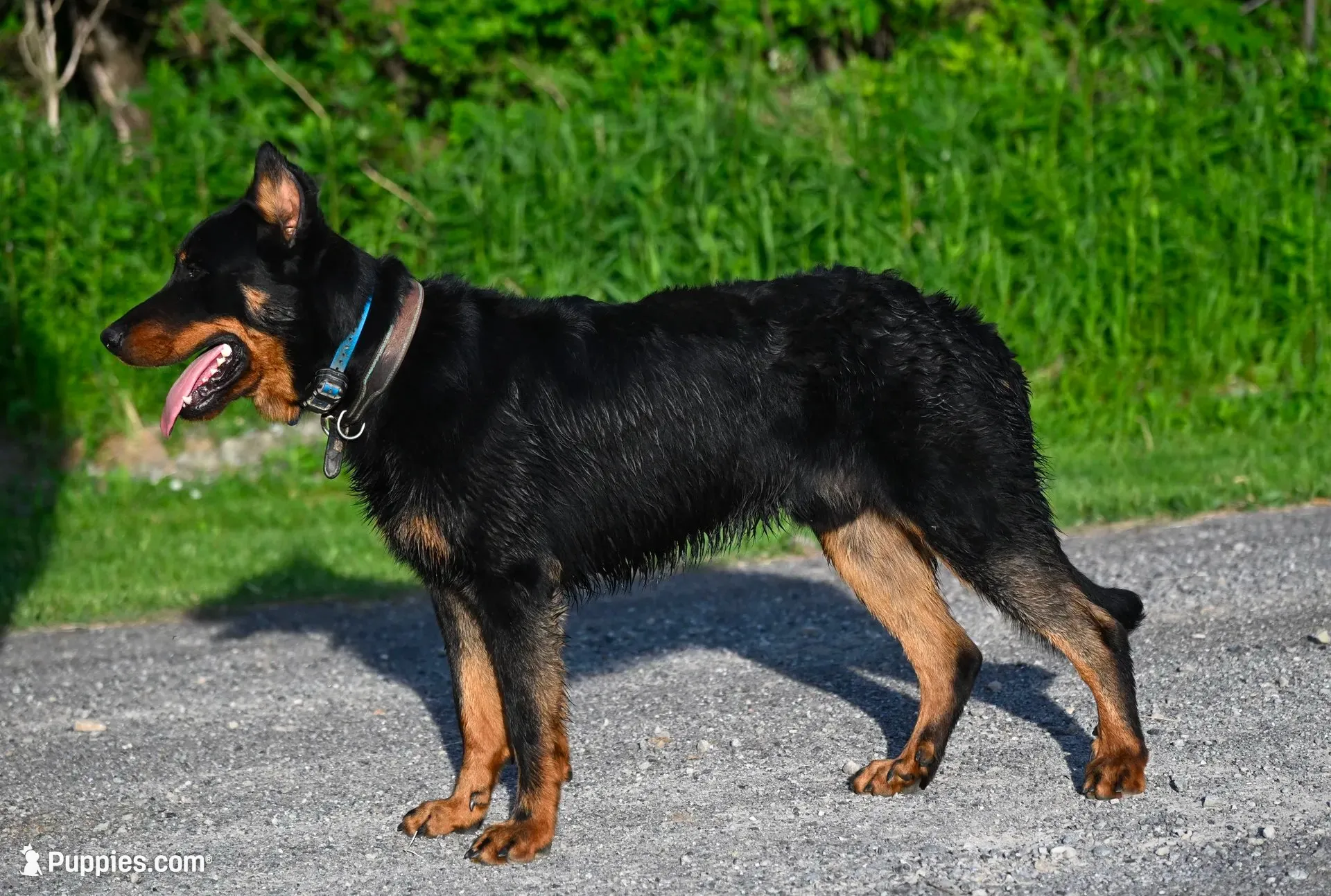 Mabel Beauceron Puppy, a female Beauceron for sale in Warsaw, NY – 4 of 5