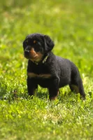 Winston , a male Beauceron for sale in Warsaw, NY – 4 of 5