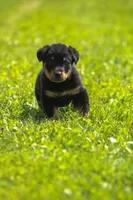 Winston , a male Beauceron for sale in Warsaw, NY – 5 of 5
